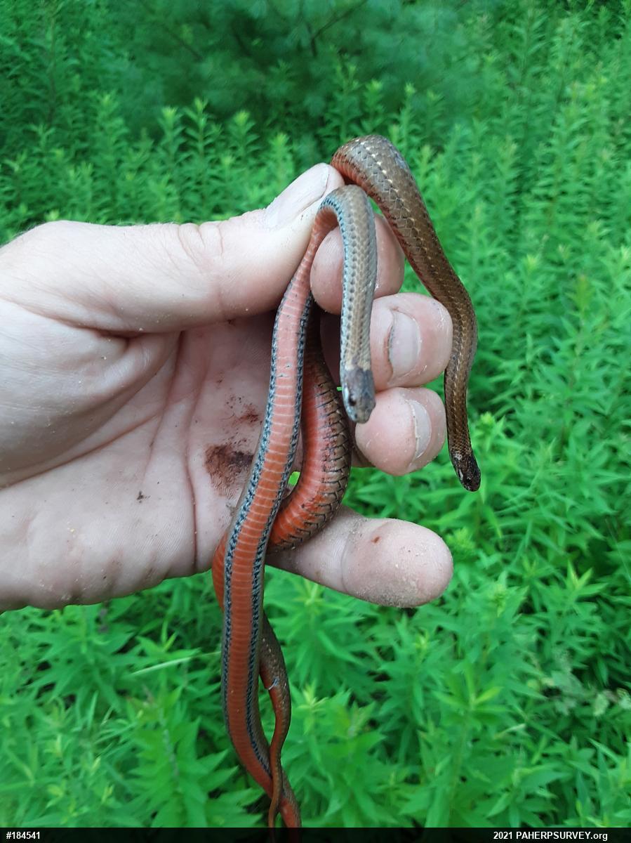 Red-bellied Snake