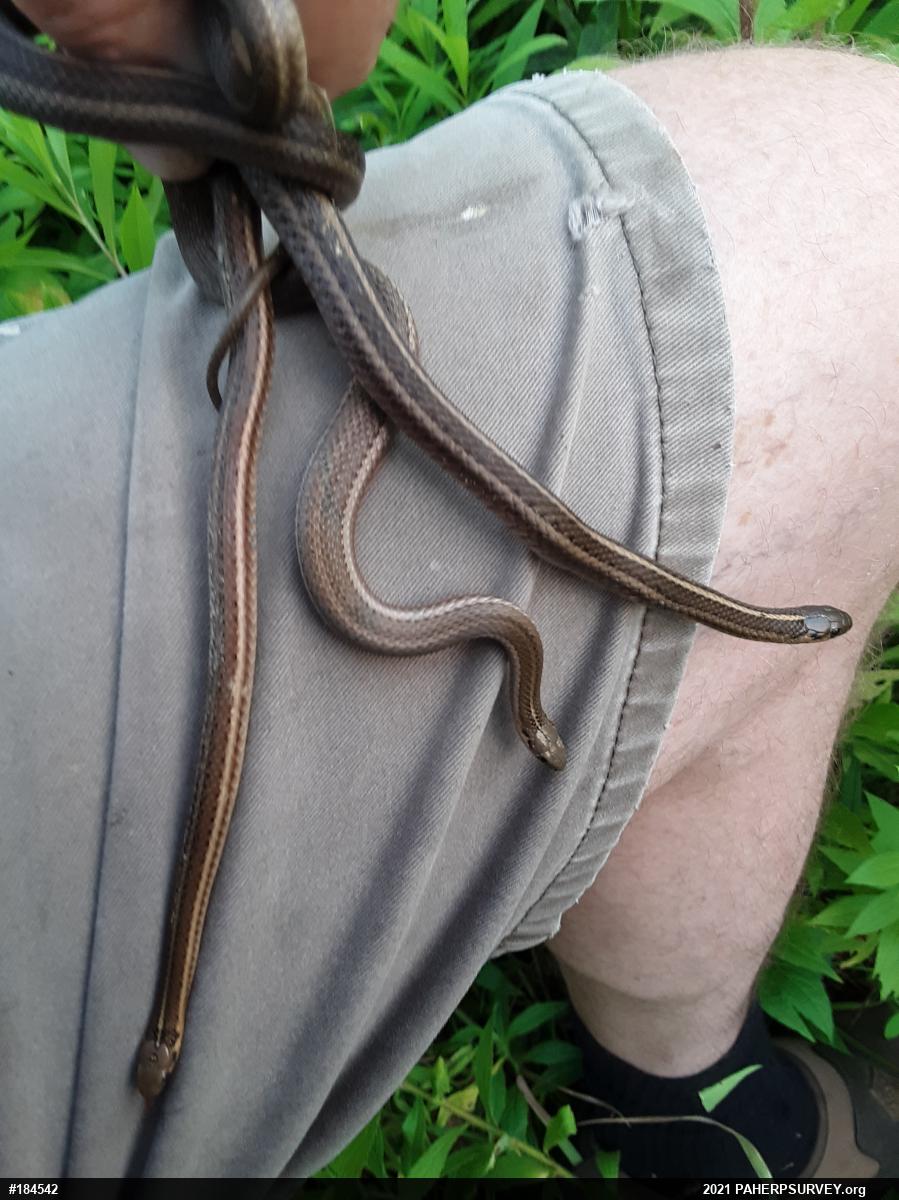 Shorthead Gartersnake