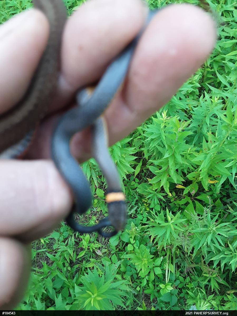 Northern Ring-necked Snake