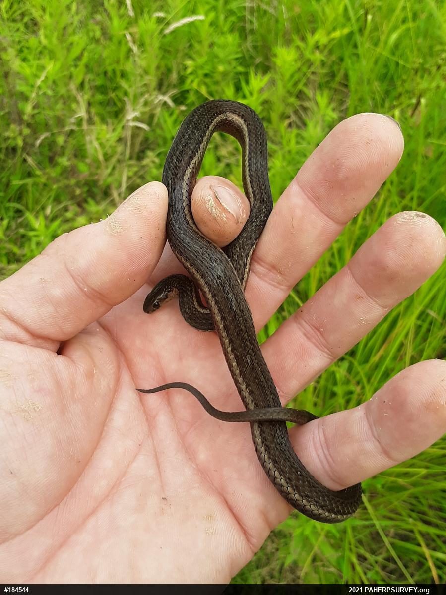 Shorthead Gartersnake
