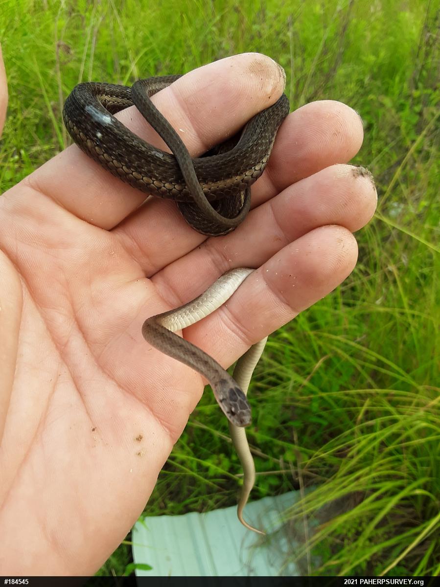 Dekay's Brownsnake