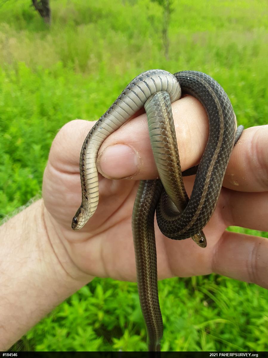 Shorthead Gartersnake