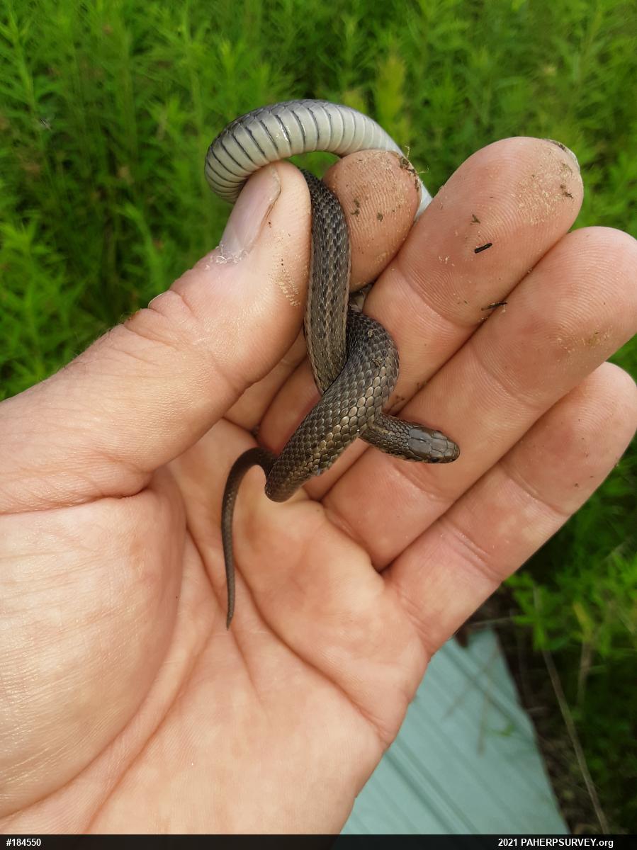 Shorthead Gartersnake