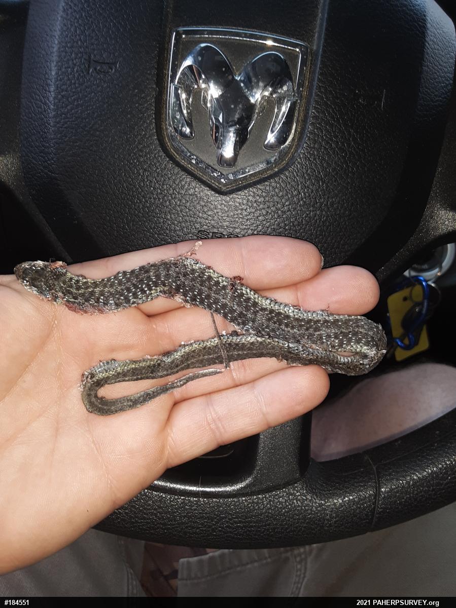 Eastern Gartersnake
