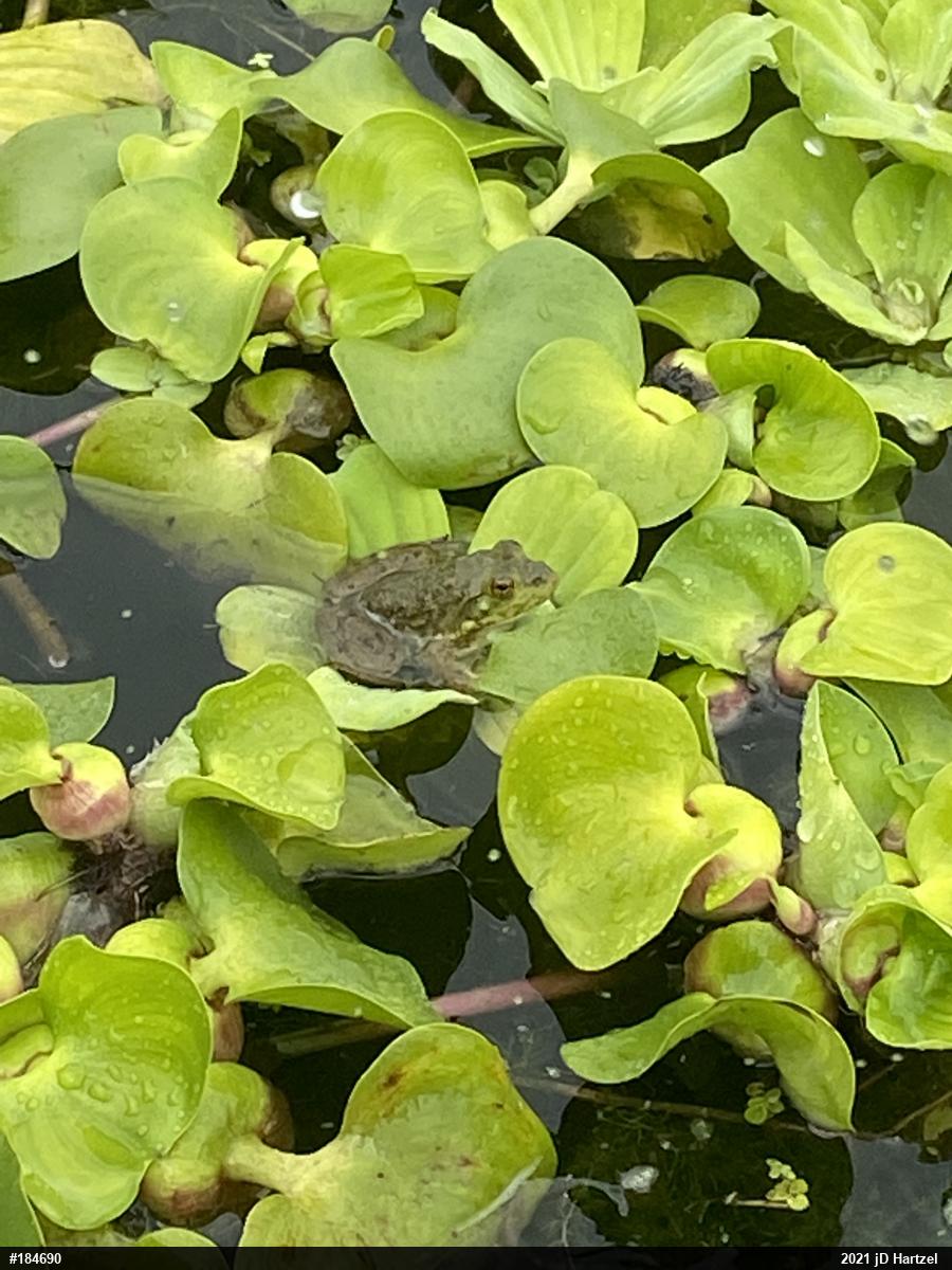 Green Frog