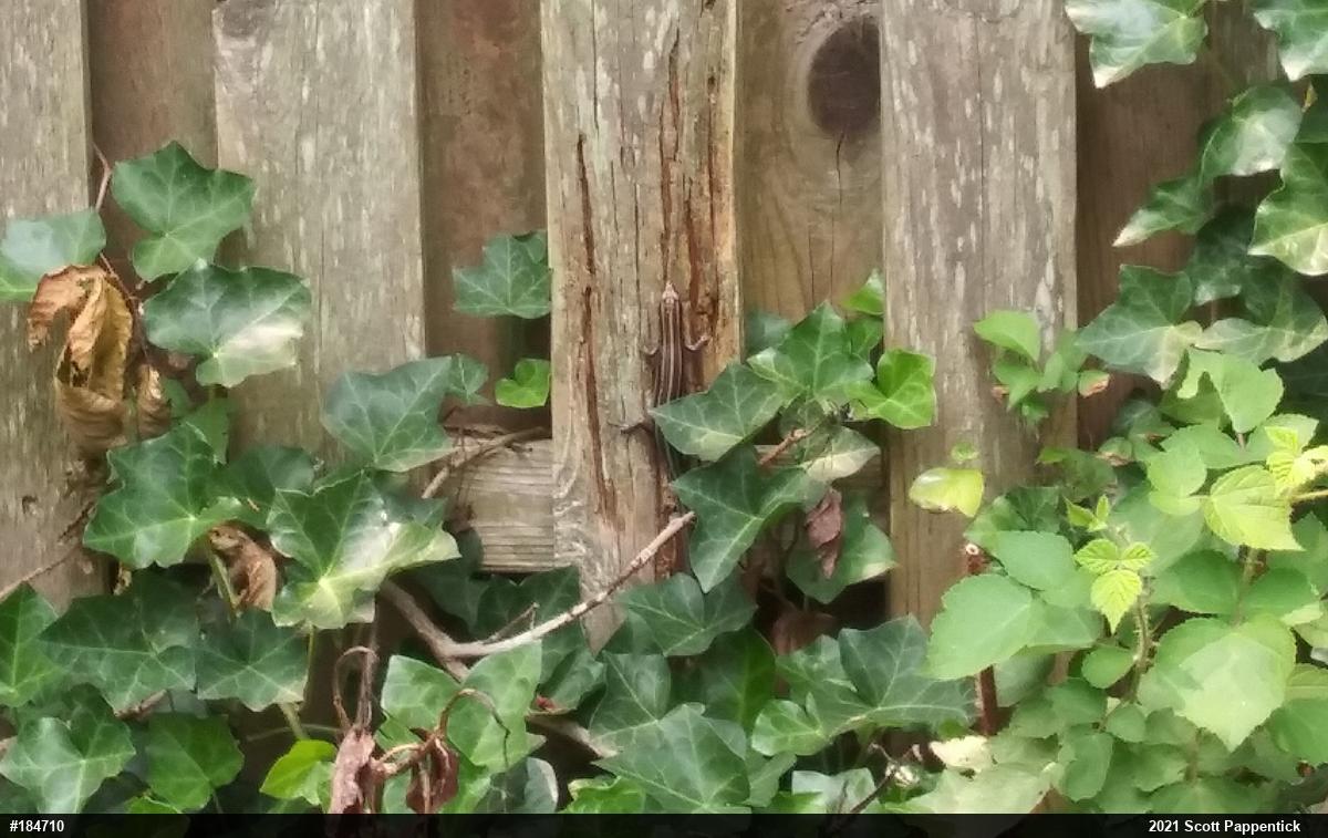 Common Five-lined Skink