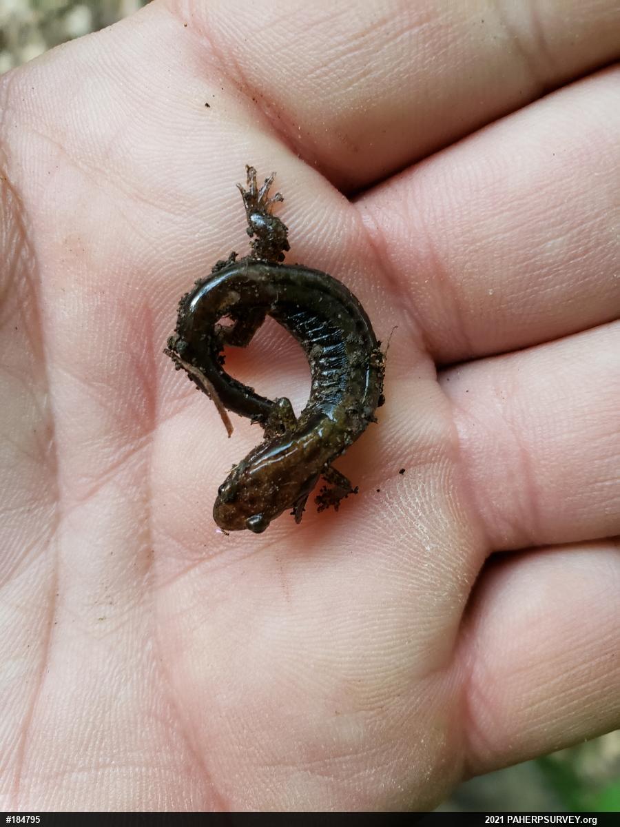Allegheny Mountain Dusky Salamander