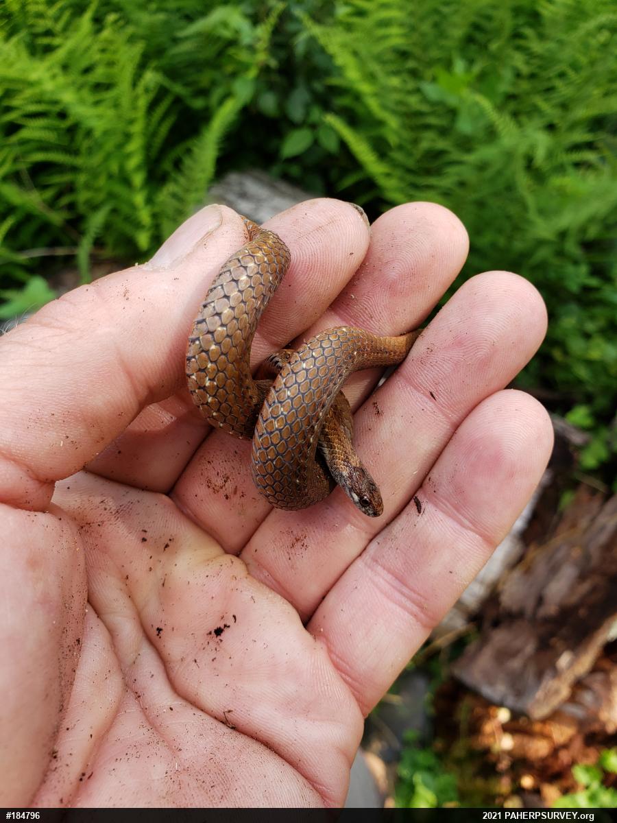 Red-bellied Snake