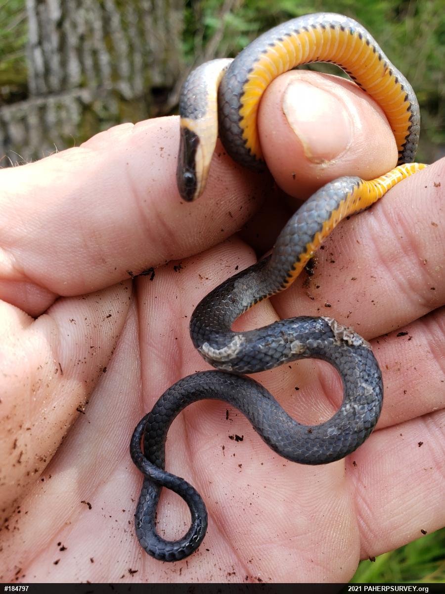 Northern Ring-necked Snake