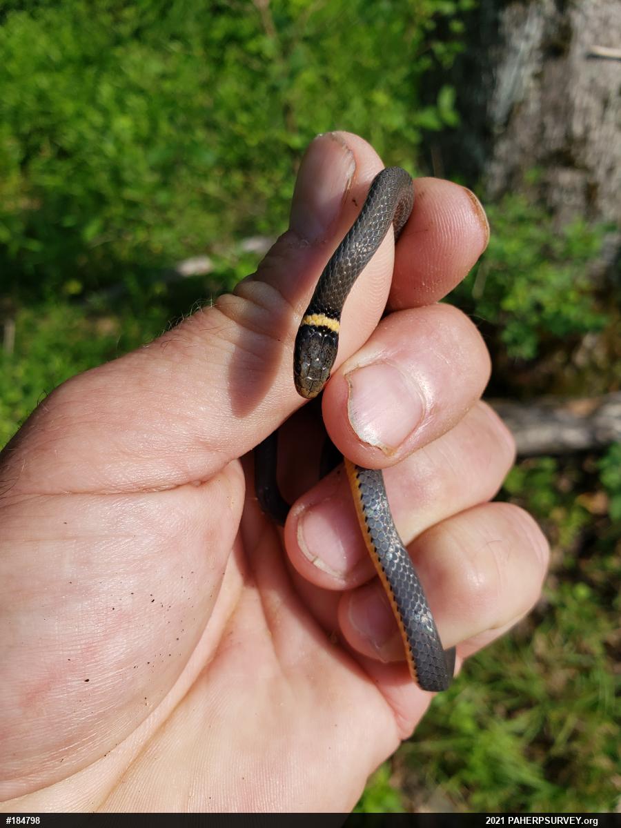 Northern Ring-necked Snake