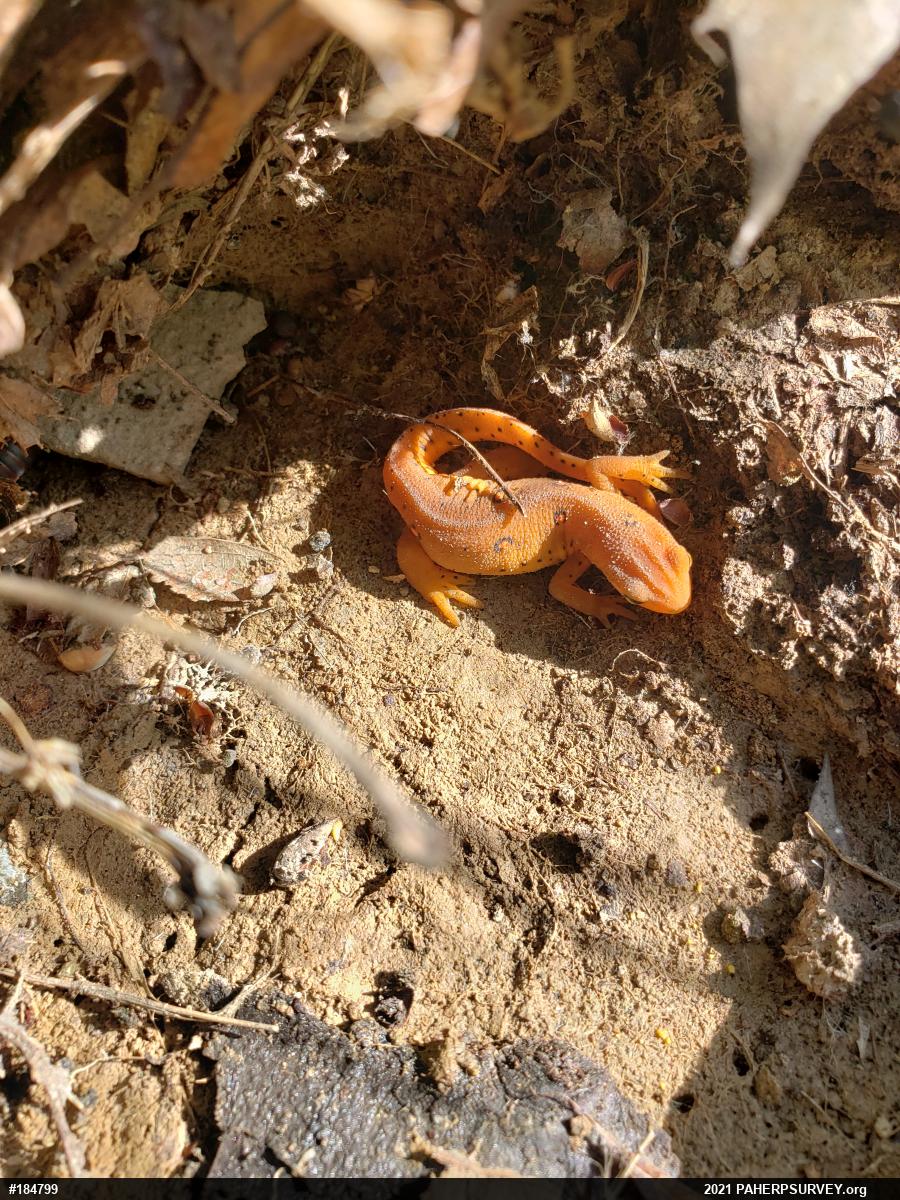 Red-spotted Newt