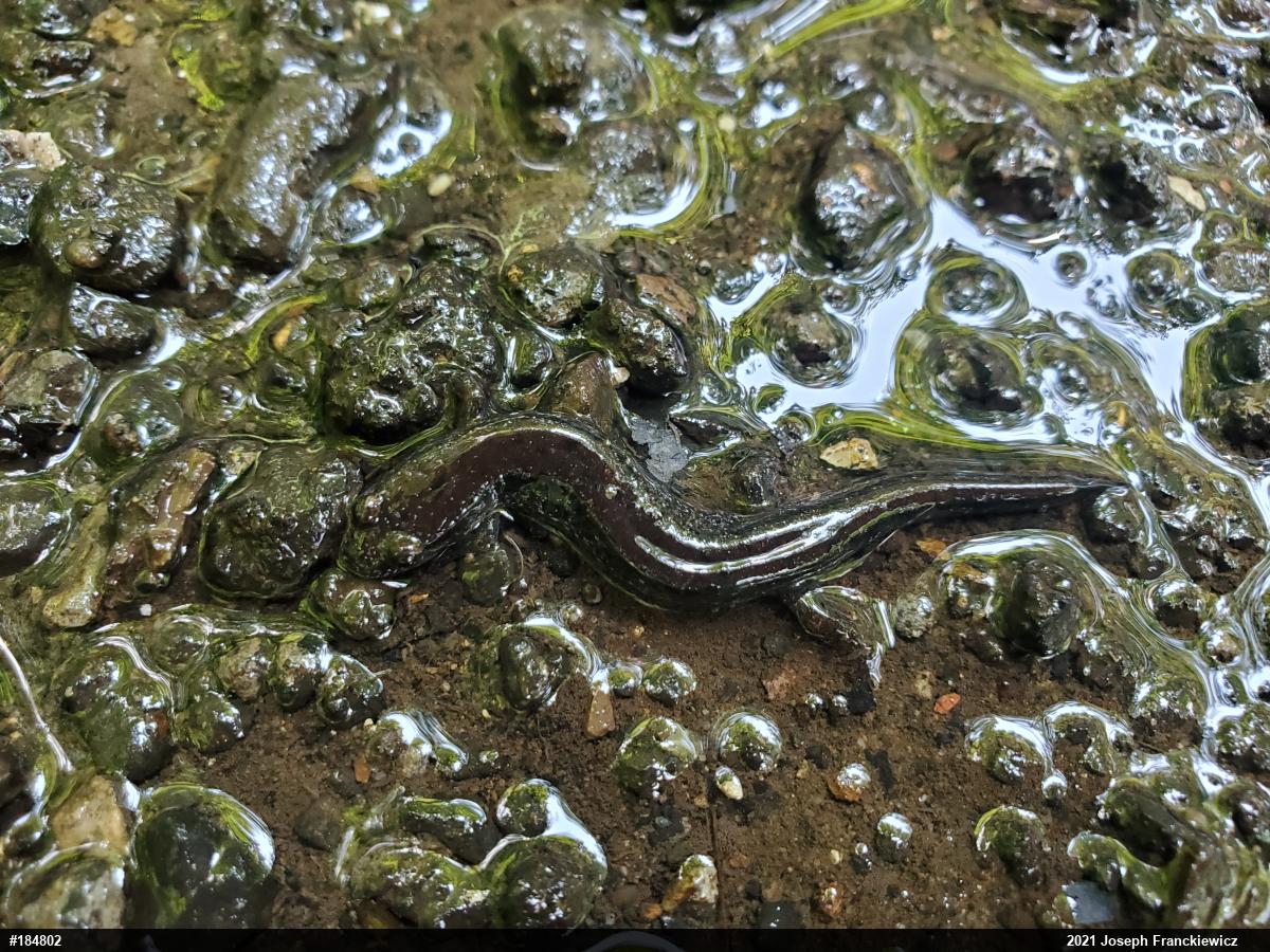 Northern Dusky Salamander