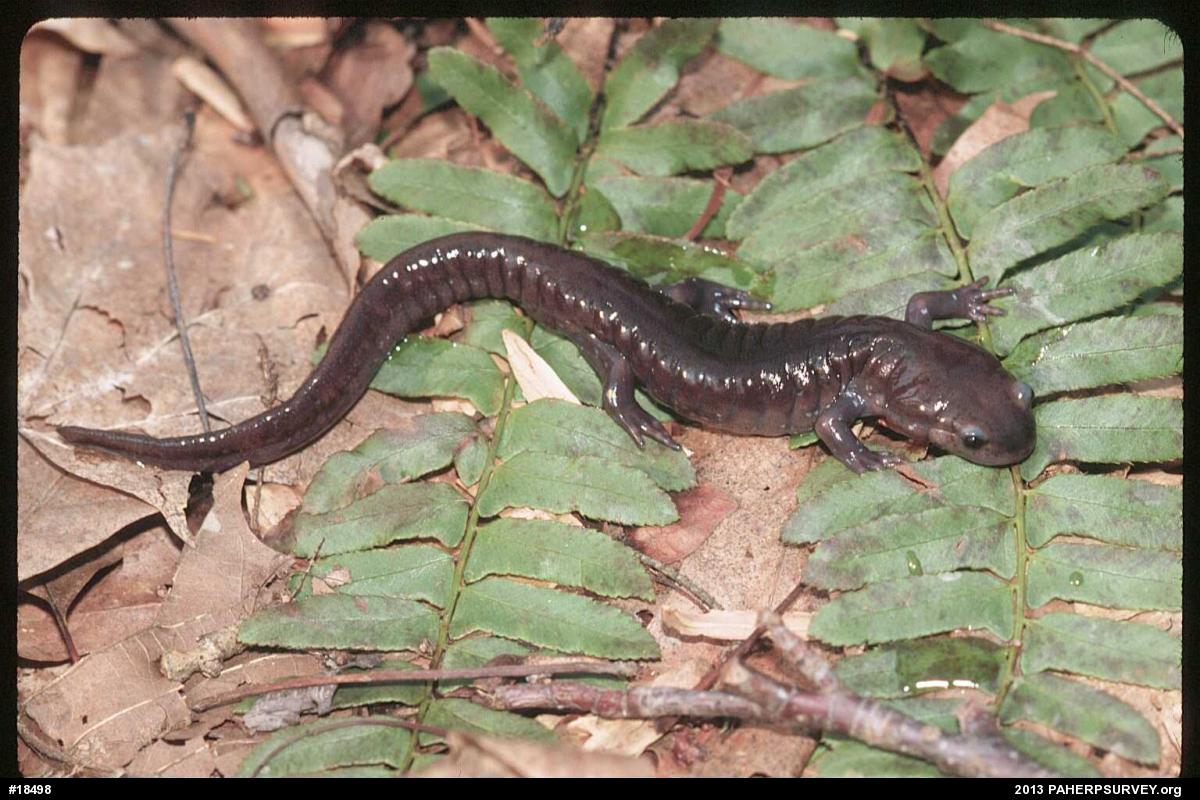 Spotted Salamander
