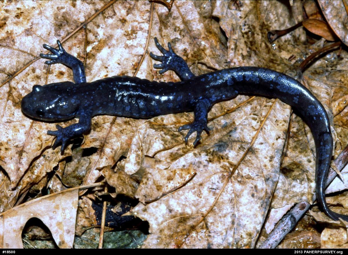Jefferson Salamander
