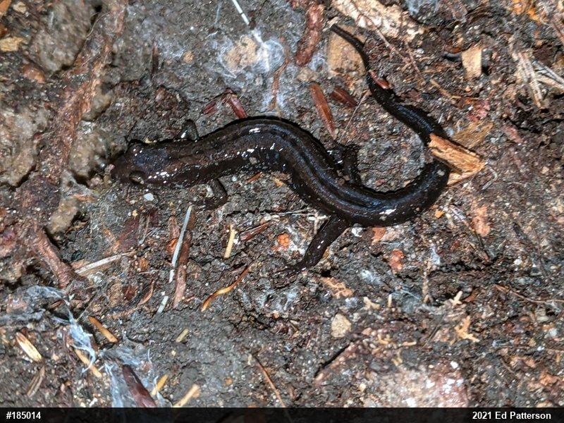 Allegheny Mountain Dusky Salamander