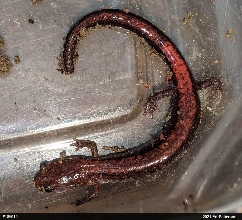 Eastern Red-backed  Salamander