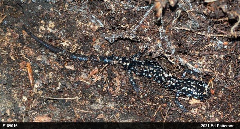 Northern Slimy Salamander