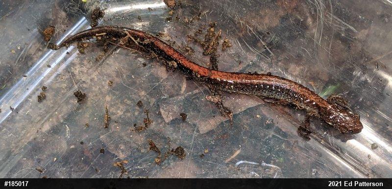 Eastern Red-backed  Salamander