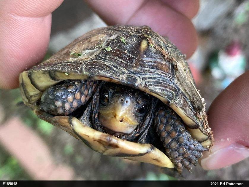 Eastern Box Turtle