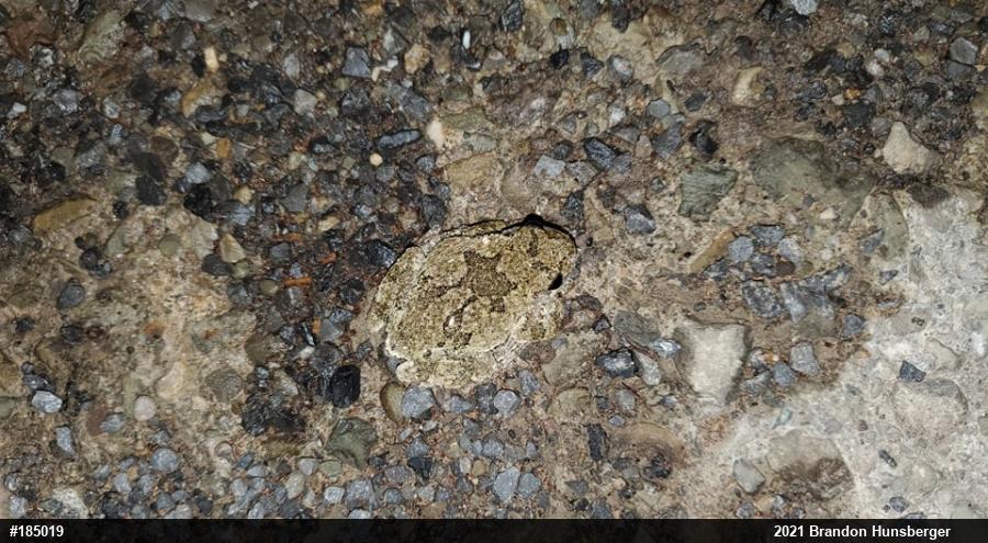 Unknown Gray Treefrog