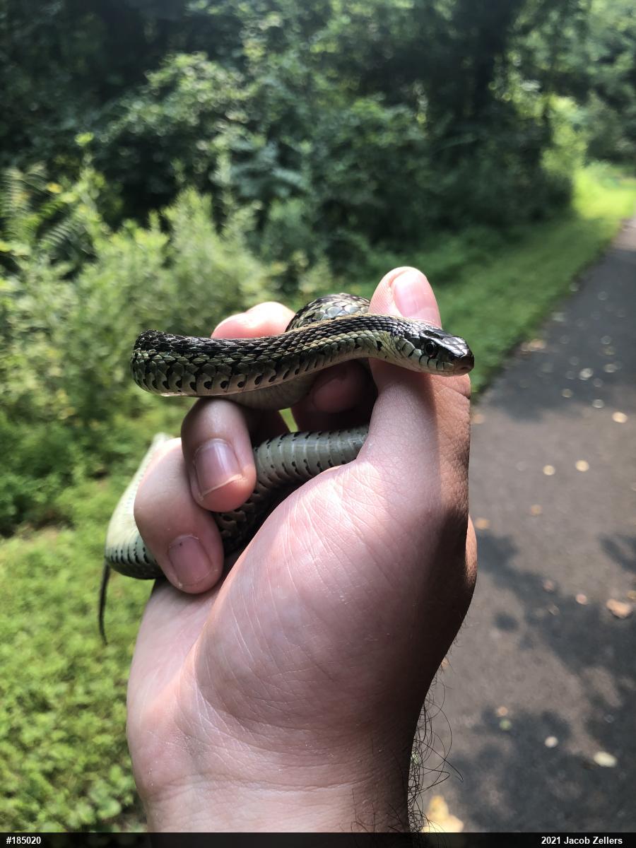 Eastern Gartersnake