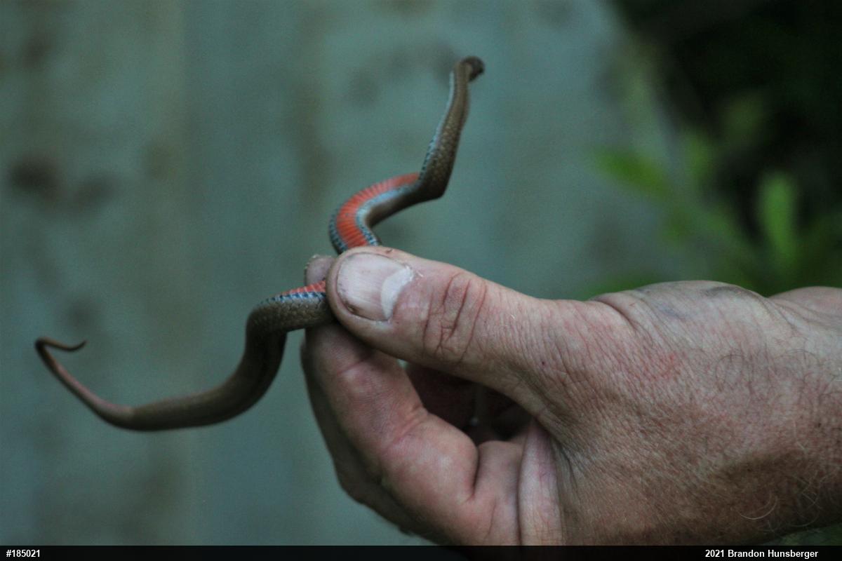 Red-bellied Snake