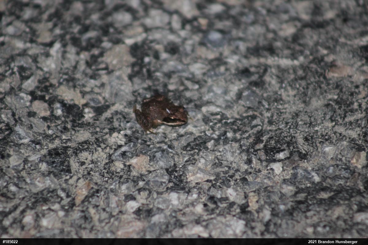 Wood Frog