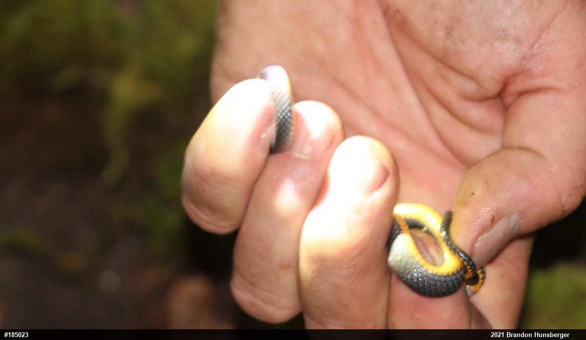 Northern Ring-necked Snake