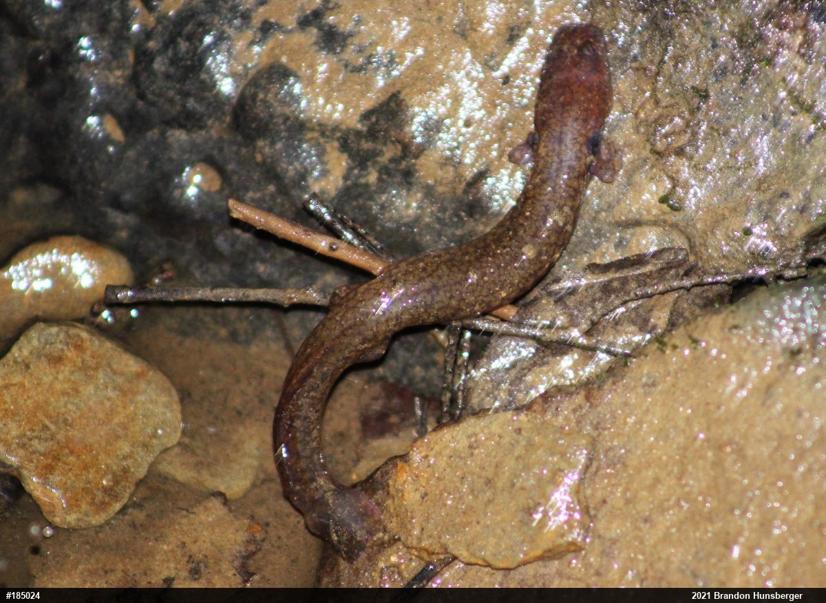Northern Spring Salamander