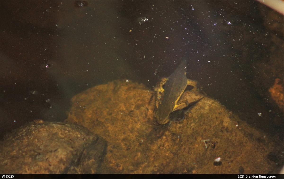 Red-spotted Newt