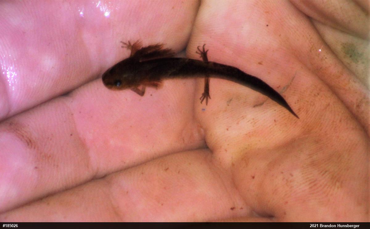 Mole Salamanders