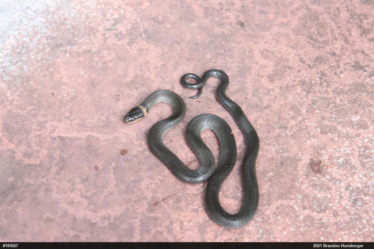 Northern Ring-necked Snake