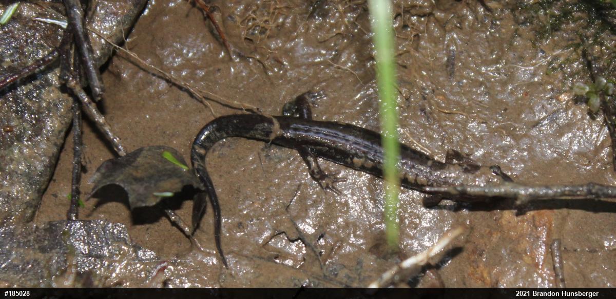 Allegheny Mountain Dusky Salamander