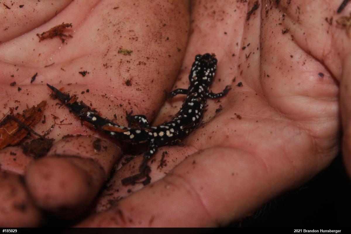 Northern Slimy Salamander