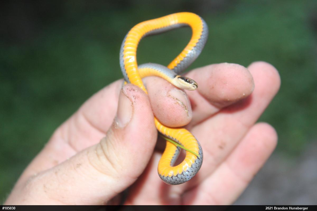 Northern Ring-necked Snake