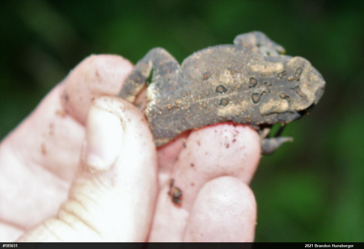 Eastern American Toad