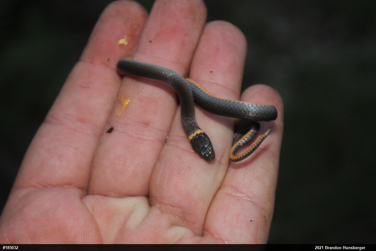 Northern Ring-necked Snake