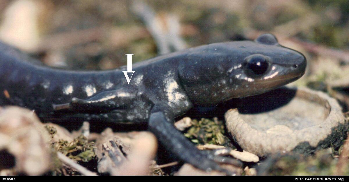 Jefferson Salamander