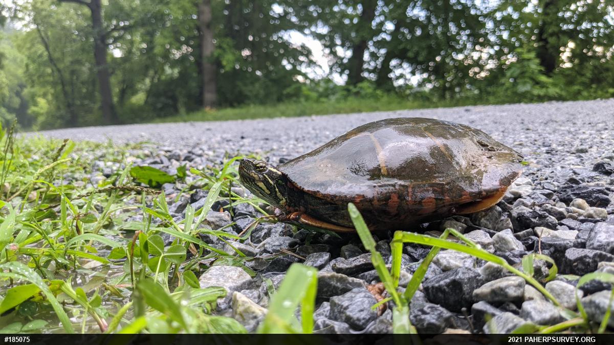 Eastern Painted Turtle