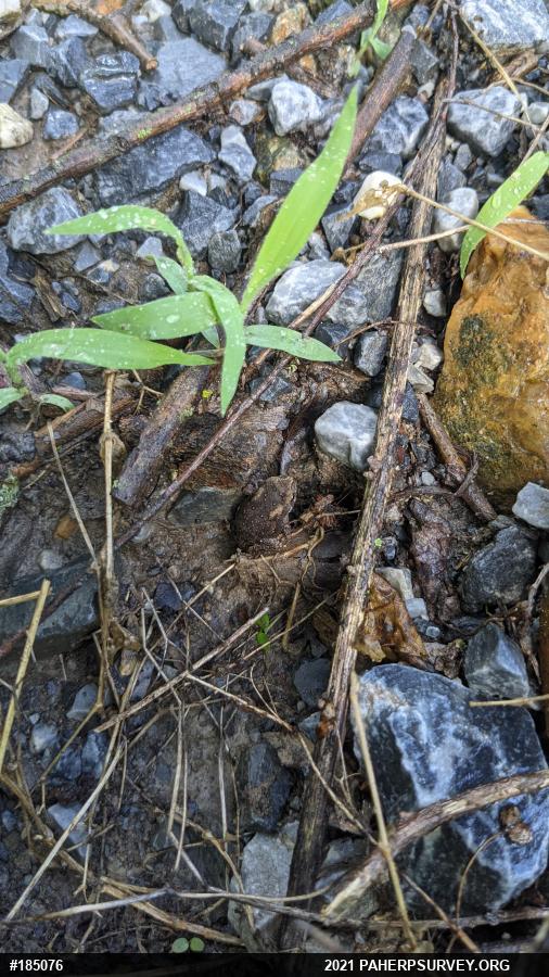 Eastern American Toad