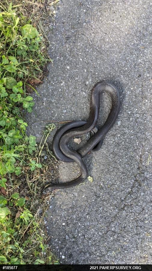 Eastern Ratsnake