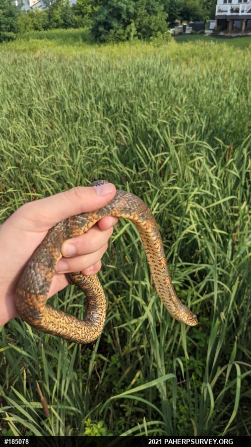 Northern Watersnake