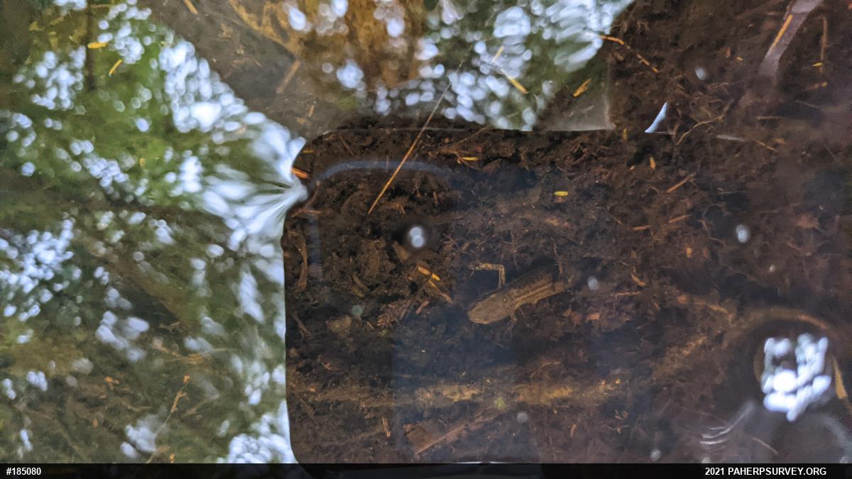 Red-spotted Newt