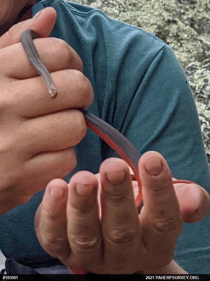 Red-bellied Snake
