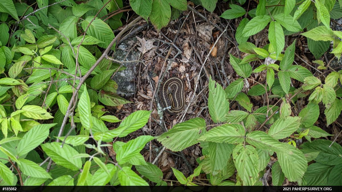 Eastern Gartersnake