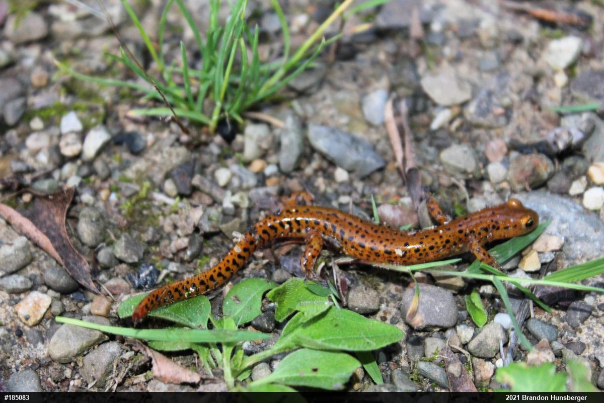 Eastern Long-tailed Salamander
