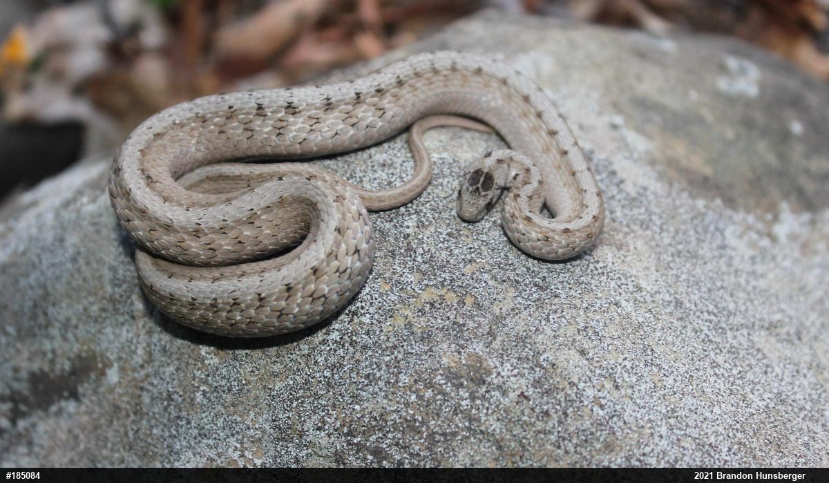 Dekay's Brownsnake