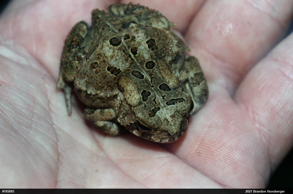 Eastern American Toad