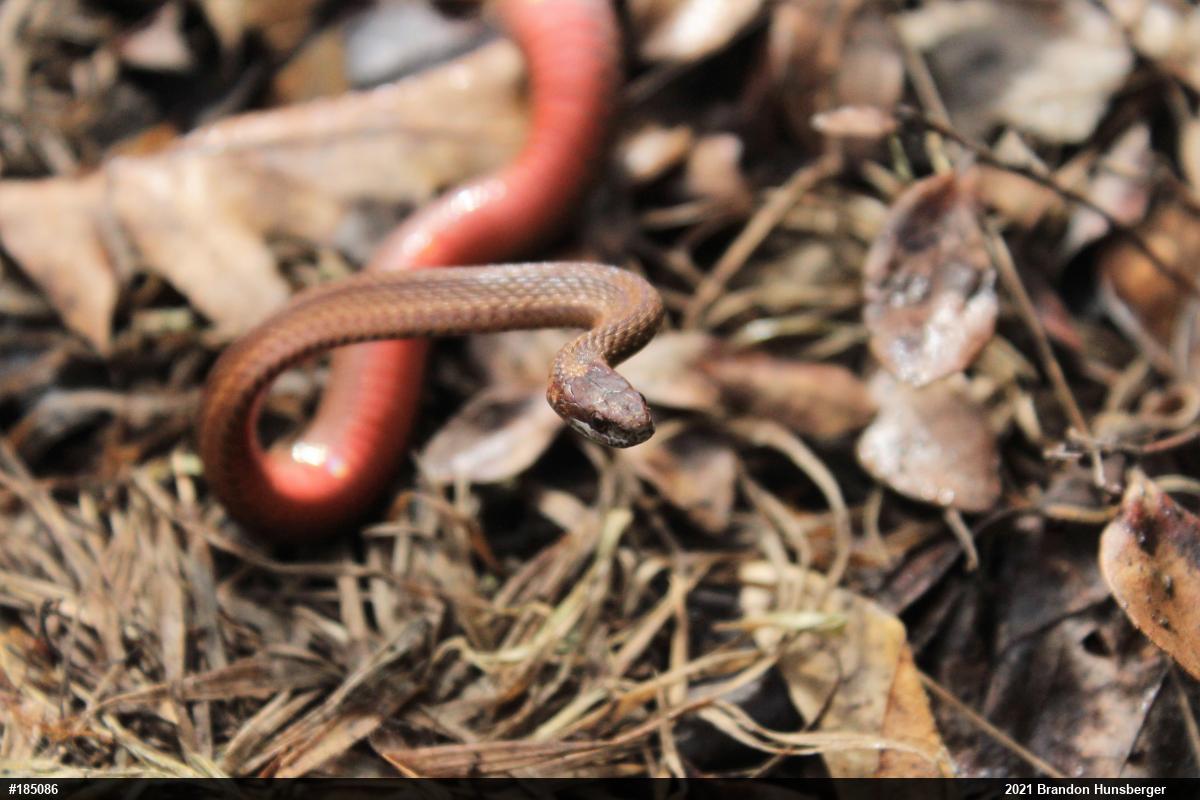 Red-bellied Snake