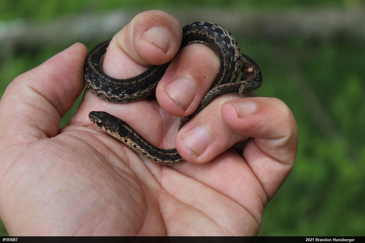 Eastern Gartersnake